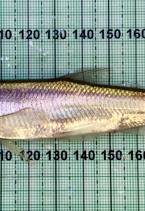 A small silver fish is measured against a clear ruler.