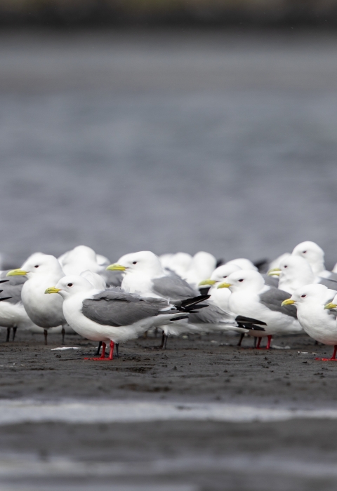 white and gray birds with red and black legs on a beach