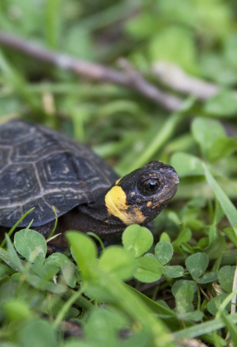 Small turtle stands among short grass and clovers.