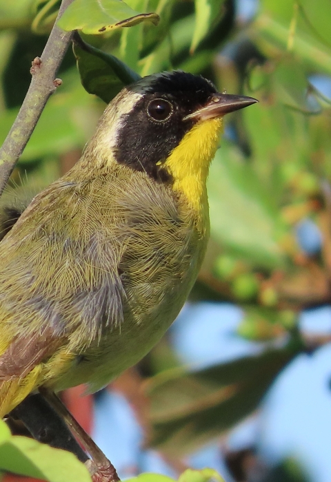 a small yellow-throated warbler with black coloring across the eyes stands on a branch surrounded by green leaves a blue berries