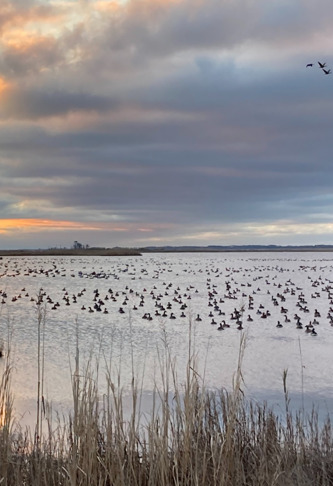 Waterfowl gather in a marsh at sunrise. Overhead more waterfowl fly. There are thick blue and grey clouds tinged in orange. 