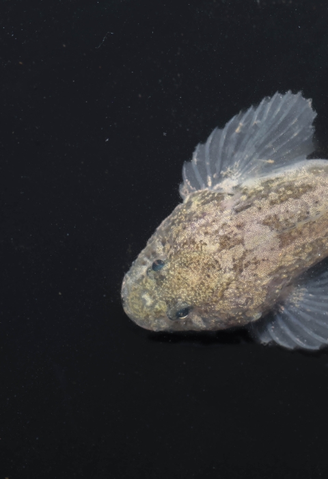 A grotto sculpin underwater