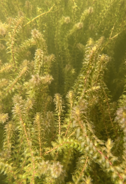 Elodea