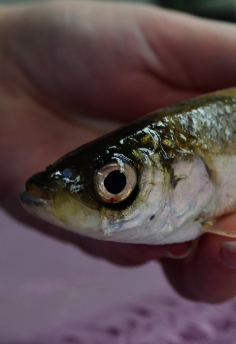 A biologist holds a male bloater fish