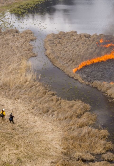 Four firefighters observe a prescribed burn in a wetland