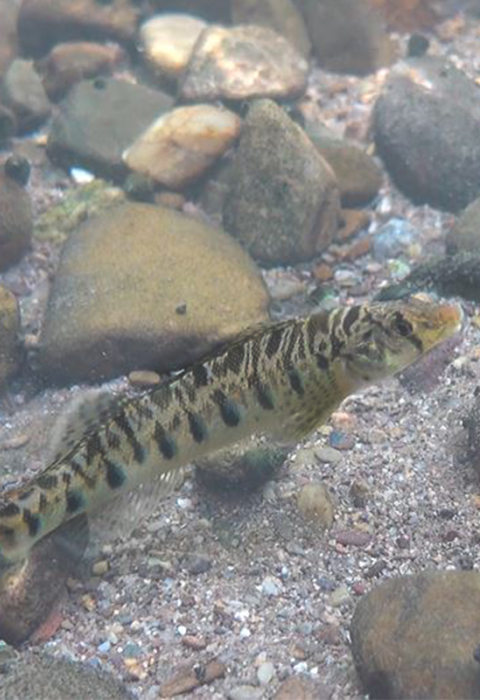 A striped fish, Roanoke logperch, swims along a rocky stream.