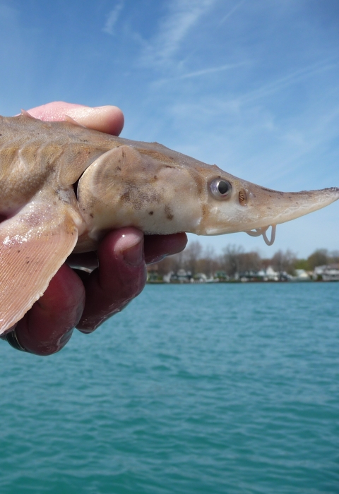 A biologist holds a young lake sturgeon