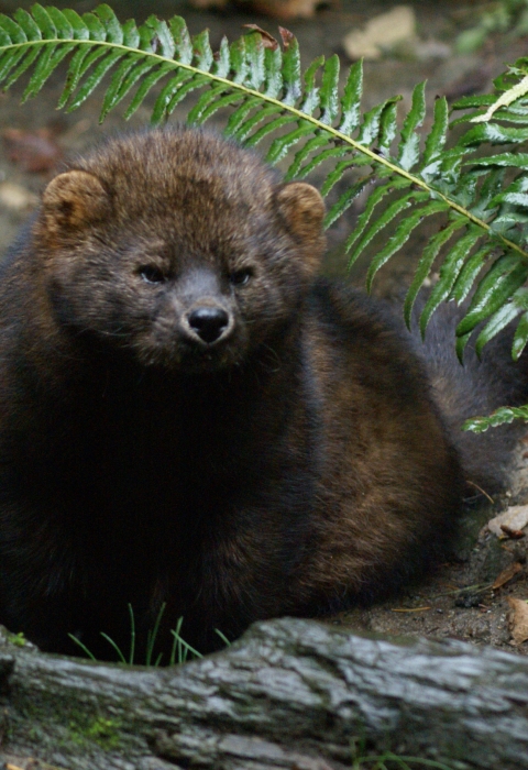 Fisher sits on the forest floor under a fern.