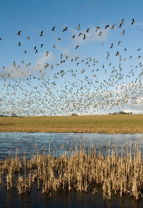 Flock of Canada geese in flight over from a wetland edged in grasses.