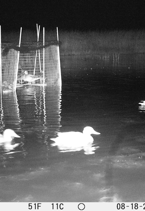 night picture of ducks swimming near traps