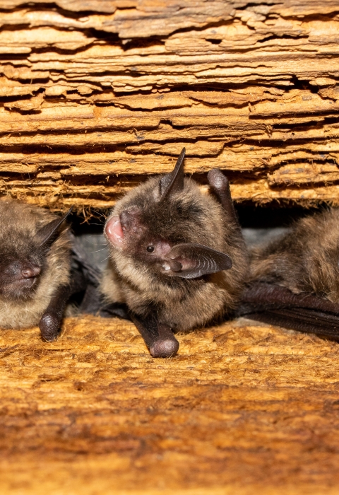 four bats are nestled between wooden rafters