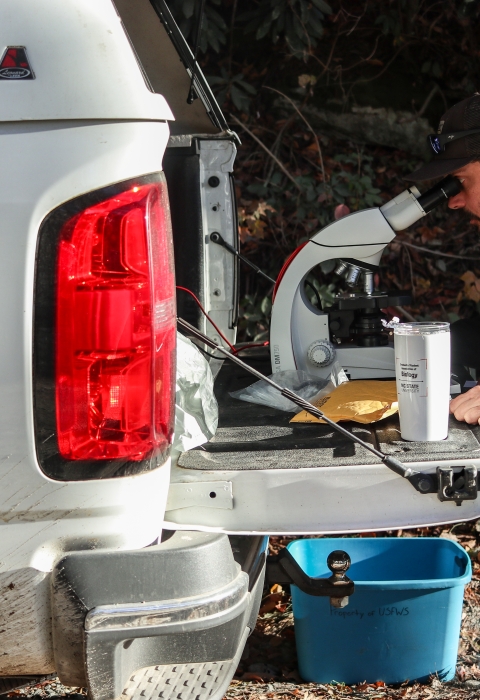 Biologist looking into a microscope set on the tailgate of a pickup truck