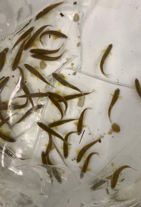 Laurel Dace in transfer bag