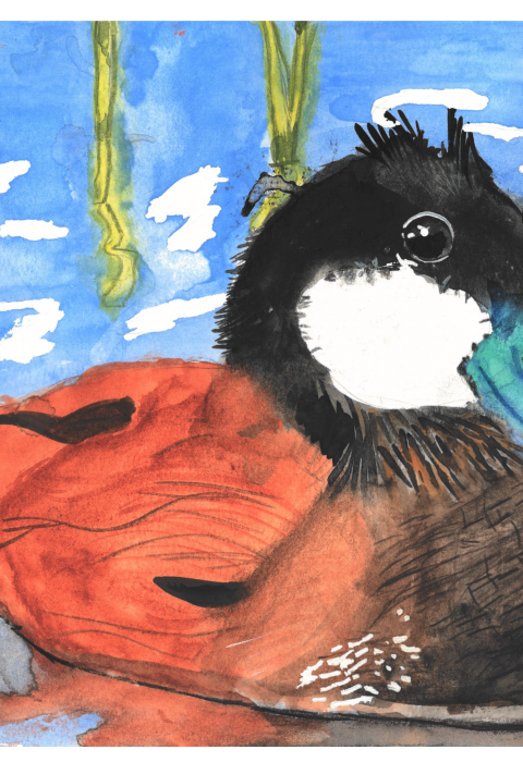 A ruddy duck floats in water with a few green shoots of vegetation in the background reflecting off the water. The duck is moving towards the right side of the viewer, staring at you with its big eye and stiff tail. 