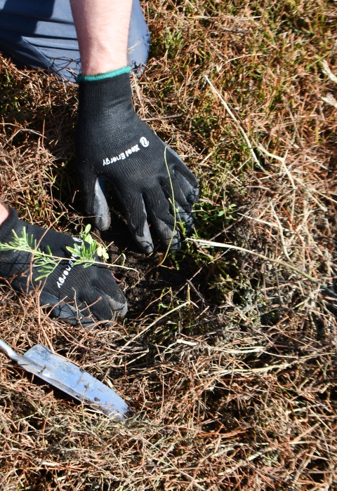 two hands in gardening gloves press a new planting into the ground with a spade next to the plant