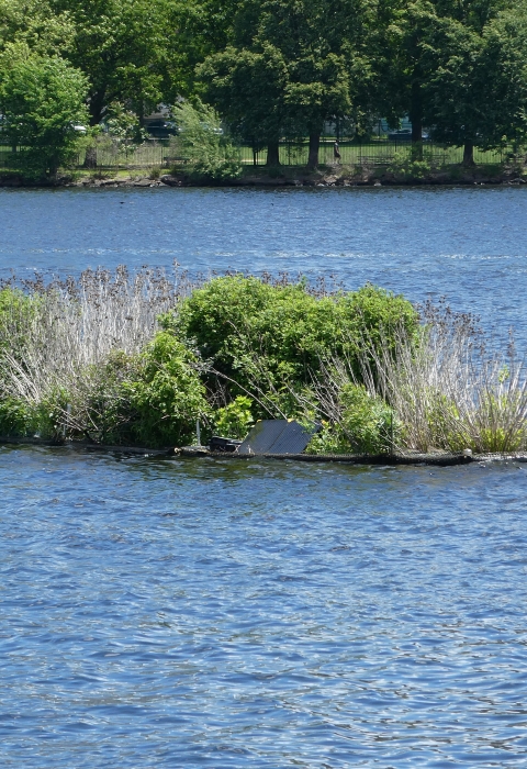 A floating wetland in a river