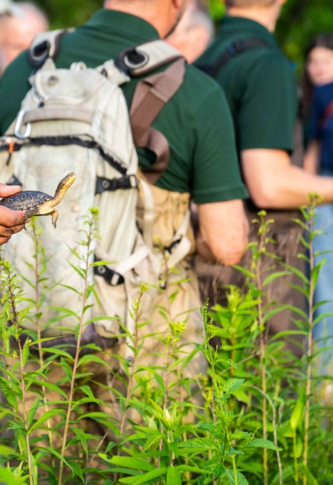 A group of people stand outside near a wetland. One of them holds a small turtle with its yellow neck outstretched as it looks toward the water.