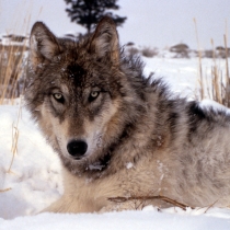 A gray wolf lays in the the snow-covered grass