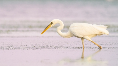 This is a list of birds with commonality listed by season.