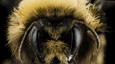 western bumblebee face