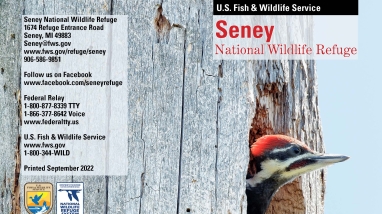 The cover of the Seney National Wildlife Refuge general brochure featuring pileated woodpecker chicks in their nesting snag.