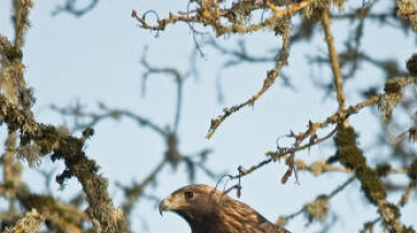 Golden eagle at Finley NWR