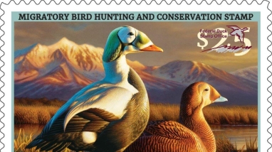Adam Grimm's pair of spectacled eider stamp 2025-2026