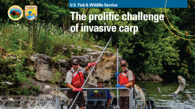 Cover of the USFWS booklet, the prolific challenge of invasive carp featuring a group of jumping silver carp swarming an electrofishing boat as two biologists stand at the front ready with dip nets.