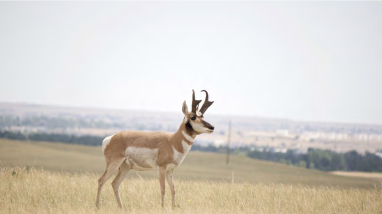 Pronghorn