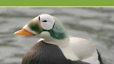 Educator guide: Federal Junior Duck Stamp program - connecting children with nature through science and art