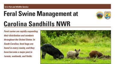 Carolina Sandhills Feral Swine Management Fact Sheet