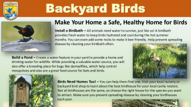 Backyard Birds