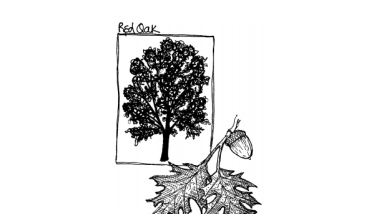 BH_TreeListwithLinks.pdf