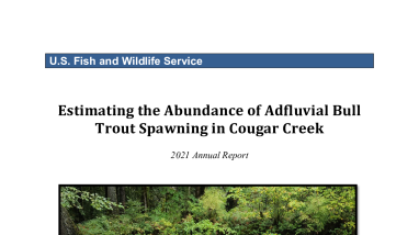 Estimating the Abundance of Adfluvial Bull Trout Spawning in Cougar Creek