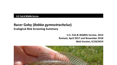 Ecological Risk Screening Summary - Racer Goby (Babka gymnotrachelus) - Uncertain Risk