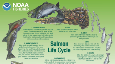 Columbia River FWCO Salmon in the Classroom Tank Resources: Posters and Infographics