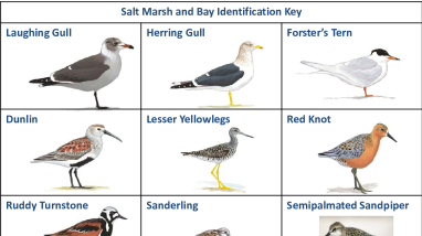 Saltmarsh_ID_Key.pdf