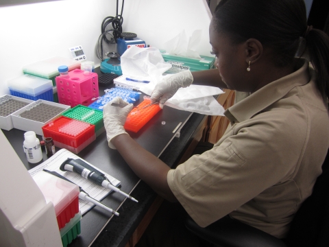 A geneticist sits at a lab bench performing DNA extraction on lake sturgeon samples.