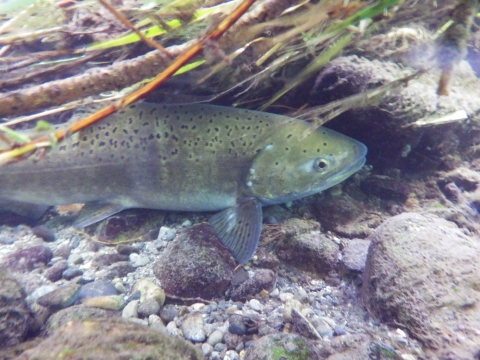 An adult Chinook salmon shelters under plants and rocks in a river with mixed gravel and rocks.