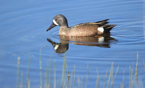 Blue-winged Teal