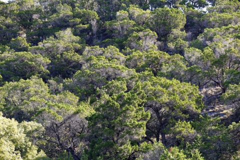 A hill covered in Ashe juniper trees