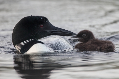 Black and white bird with black bill next to a small fuzzy black chick