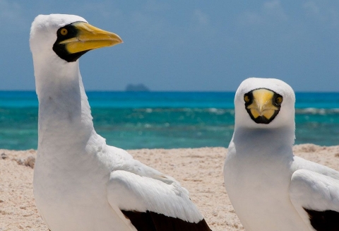 Two long-necked, white birds with yellow beaks and black around their eyes on a beach