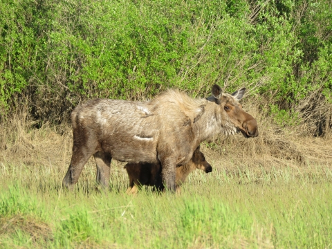 Cow moose with baby moose standing in tall green grasses with tall green brush behind them.