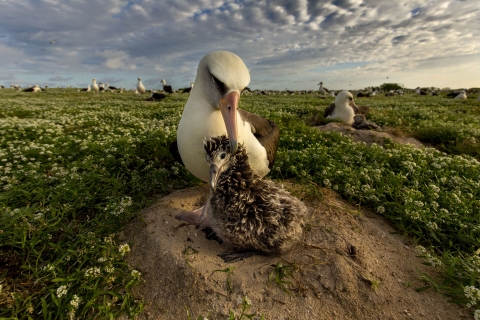 A white adult bird tends a smaller brown chick at Midway Atoll National Wildlife Refuge in the Pacific.