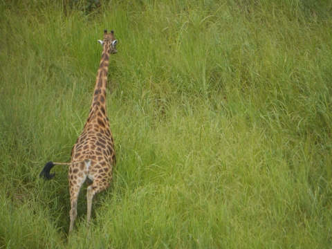 Rear view of a Kordofan giraffe moving through tall grasses