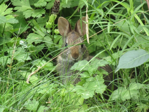 A small, brown rabbit looks directly at the photographer's camera from a grassy area. A distinctive black spot on the head between the ears is typical of New England Cottontail rabbits.