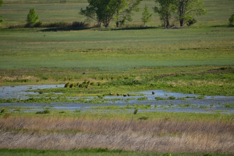 View of melton pond with several waterfowl