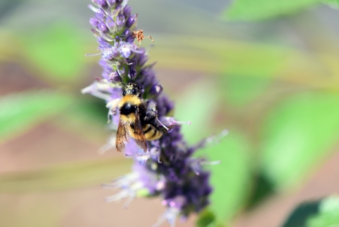 A fuzzy bee perched on a long purple flower. 