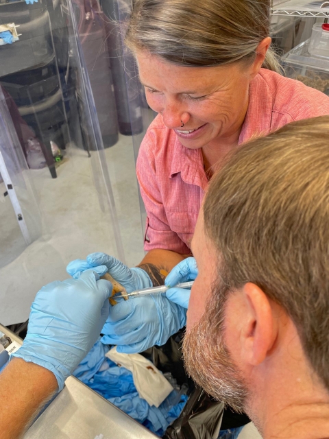 Man and woman inserting pit tags into a toad in a lab.